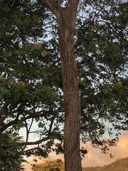 Handroanthus impetiginosus