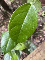 Elytropus chilensis