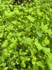 Claytonia perfoliata