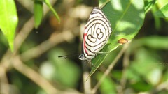 Diaethria candrena