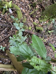 Elytropus chilensis