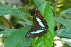 Doxocopa laurentia cherubina