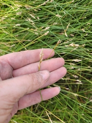 Carex divisa