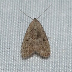 Hypenodes franclemonti