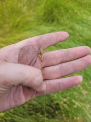 Carex divisa
