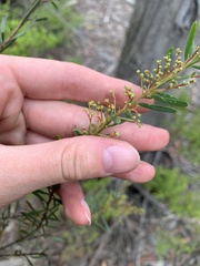 Acacia linifolia