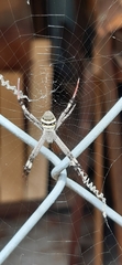 Argiope aetherea
