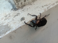 Xylotrupes gideon