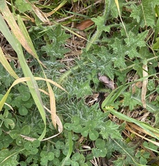 Cirsium vulgare