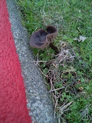 Pseudoclitocybe cyathiformis