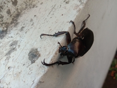 Xylotrupes gideon