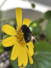 Copestylum mexicanum