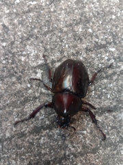 Xylotrupes gideon