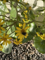 Copestylum mexicanum