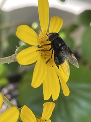 Copestylum mexicanum