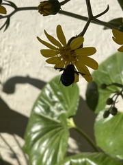 Copestylum mexicanum