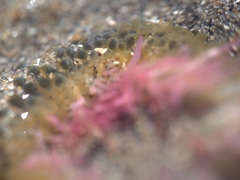Actiniidae