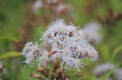 Aristeguietia salvia