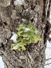 Lobaria pulmonaria