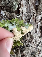 Lobaria pulmonaria