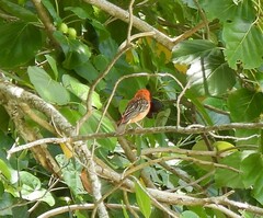 Foudia madagascariensis