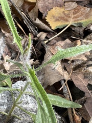 Bebbia juncea