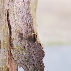 Theridion pyramidale