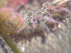 Actiniidae