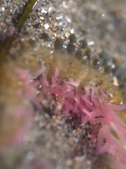Actiniidae