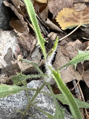 Bebbia juncea