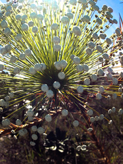Paepalanthus