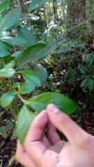 Laureliopsis philippiana