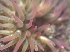 Actiniidae