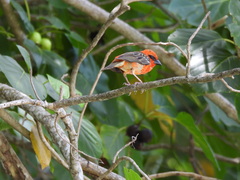 Foudia madagascariensis