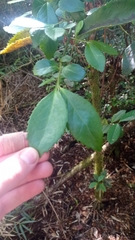 Laureliopsis philippiana