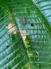 Scaria