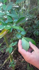 Laureliopsis philippiana