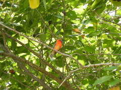 Foudia madagascariensis