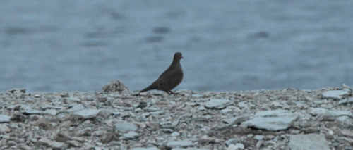 Mourning Dove photographed in Kansas