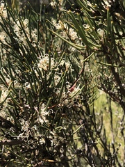 Hakea microcarpa