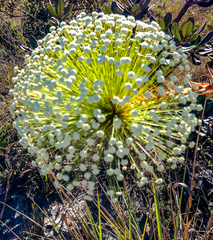 Paepalanthus