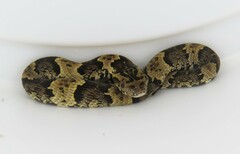 Xenodon rabdocephalus