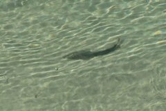 Pseudobatos productus