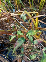 Persicaria pubescens