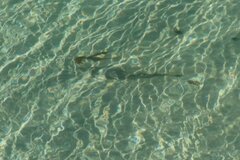 Pseudobatos productus