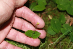 Neottia smallii