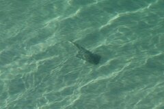 Pseudobatos productus