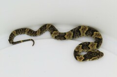 Xenodon rabdocephalus