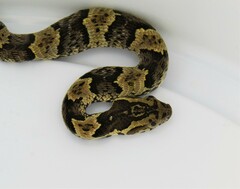 Xenodon rabdocephalus