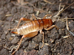 Ceuthophilus californianus